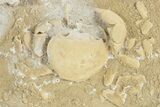 Fossil Crab (Potamon) Preserved in Travertine - Turkey #230636-1